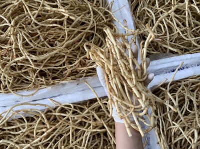 รากคาวทอง