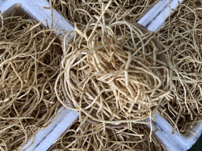 รากคาวทอง