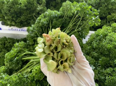 พาร์สเล่ย์