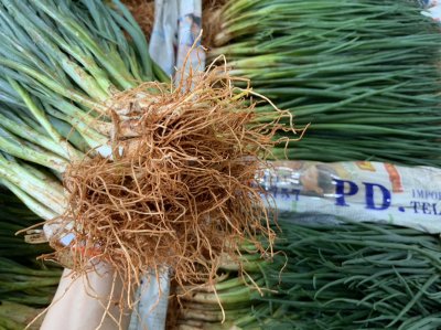 ต้นหอม(เล็ก)