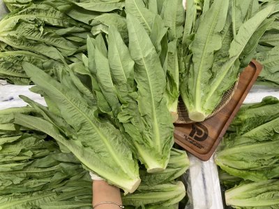 คอสยาว / ผักกาดหอมใบยาว