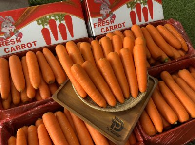 แครอท (กระต่ายแดง)