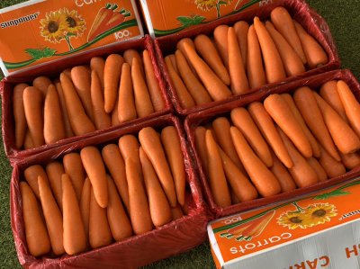 แครอท (ทานตะวันส้ม)