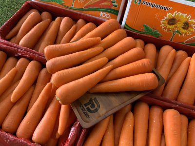 แครอท (ทานตะวันส้ม)