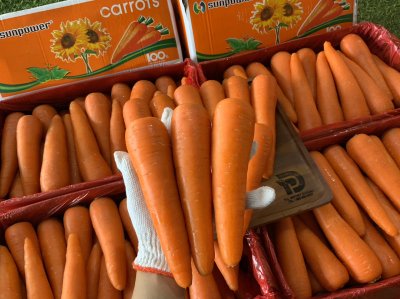 แครอท (ทานตะวันส้ม)