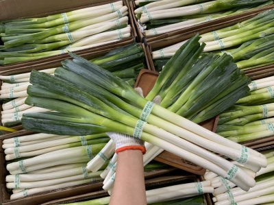 ต้นหอมญี่ปุ่น