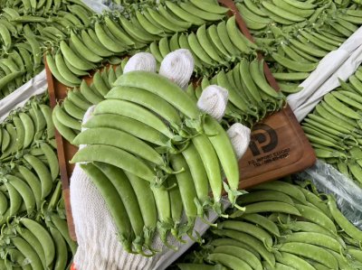 ถั่วลันเตาหวาน