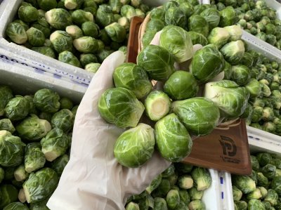 กะหล่ำดาว