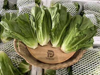 Cos Lettuce
