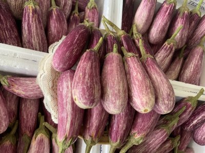 大圆紫茄
