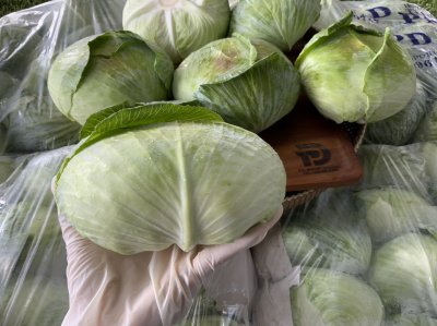 Cabbage