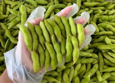 ถั่วแระญี่ปุ่น