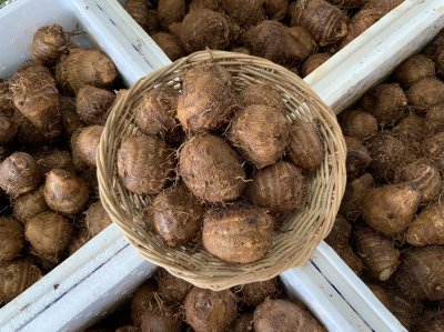 เผือกหอมจิ๋ว