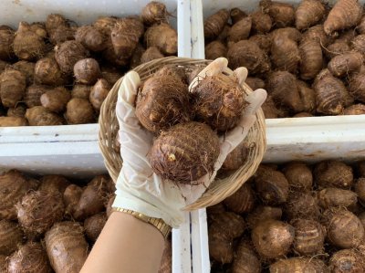 เผือกหอมจิ๋ว