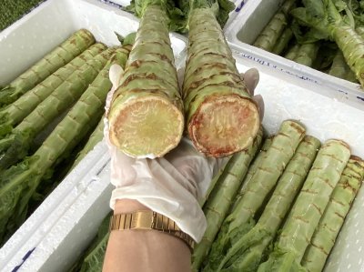 ต้นผักกาด