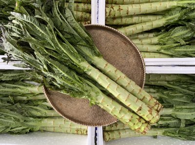 ต้นผักกาด