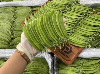 ถั่วลันเตา