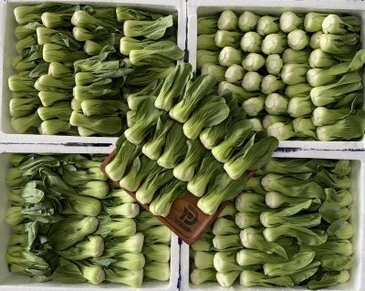 ฮ่องเต้น้อย