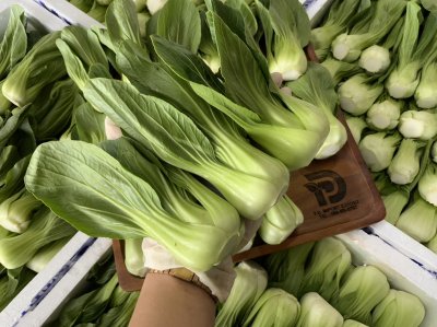 ฮ่องเต้น้อย