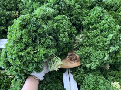 พาร์สเล่ย์