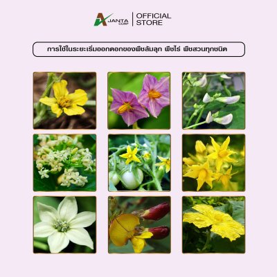 ผสมเกสร ผสมเทียม สูตรพืชล้มลุก