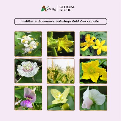 ผสมเกสร ผสมเทียม สูตรพืชล้มลุก