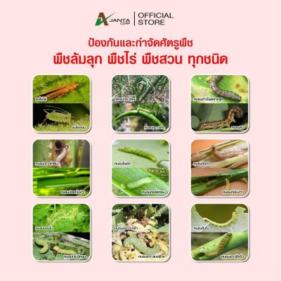 คลอร์ฟีนาเพอร์