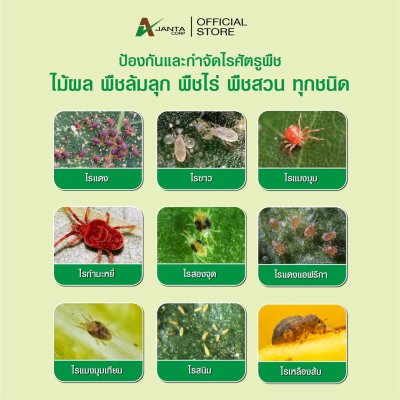 อะมิทราซ (Amitraz) ยาไรแดง ไรสนิม สารกำจัดไรศัตรูพืช กำจัดไรได้ทุกระยะ ไรดื้อยา สัมผัสตาย กินตาย (ขนาด 1 ลิตร)
