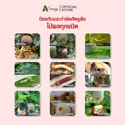 คลอร์ฟีนาเพอร์