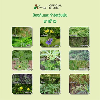 บิสไพริแบกโซเดียม เบนซัลฟูรอน-เมทิล