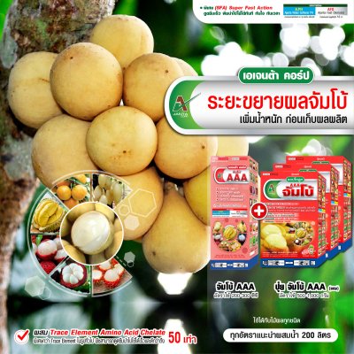 ระยะขยายผลจัมโบ้