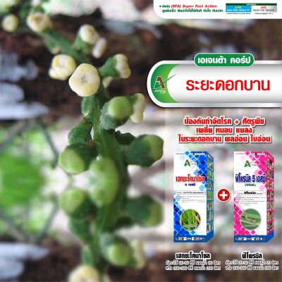 ระยะดอกบาน