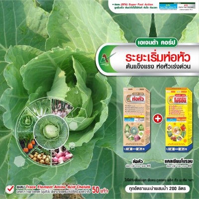 ระยะเริ่มห่อหัว