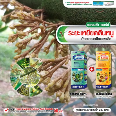 ระยะเหยียดตีนหนู