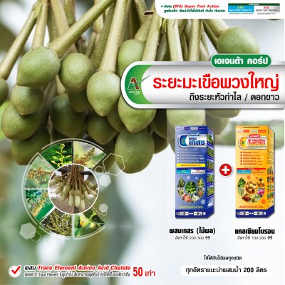 ระยะมะเขือพวงใหญ่