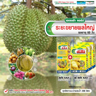 ระยะขยายผลใหญ่