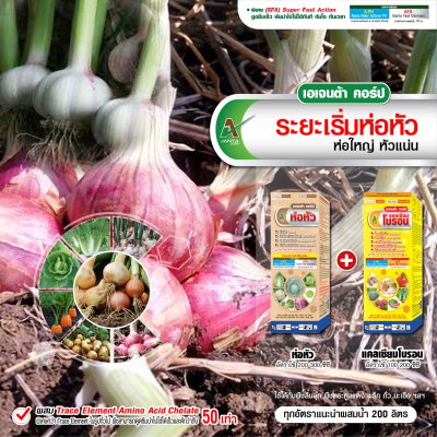 ระยะเริ่มห่อหัว