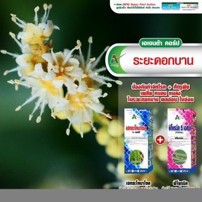 ระยะดอกบาน