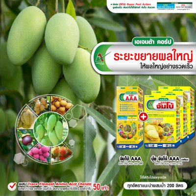 ระยะขยายผลใหญ่
