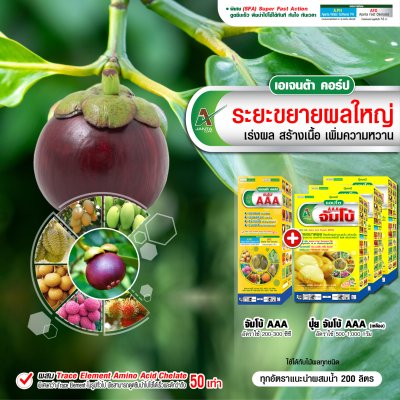 ระยะขยายผลใหญ่