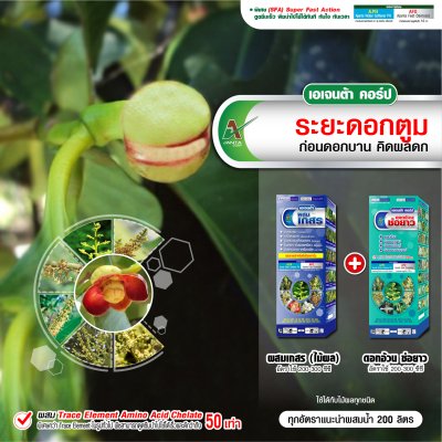 ระยะดอกตูม