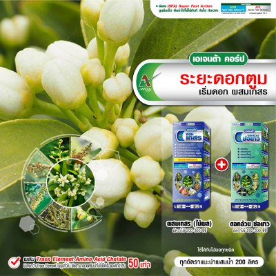 ระยะดอกตูม
