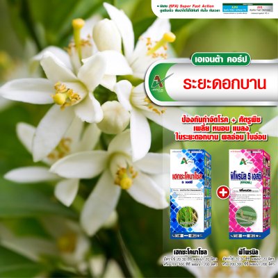 ระยะดอกบาน