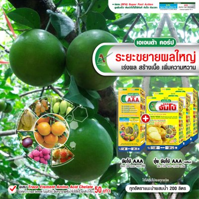 ระยะขยายผลใหญ่