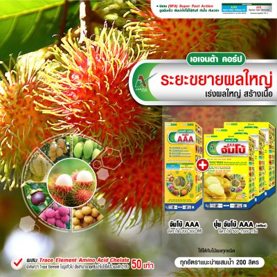 ระยะขยายผลใหญ่