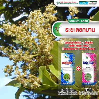 ระยะดอกบาน