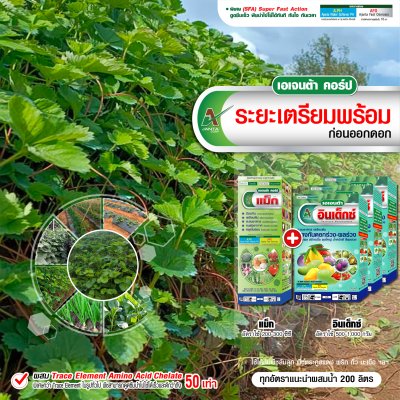 ระยะเตรียมพร้อม