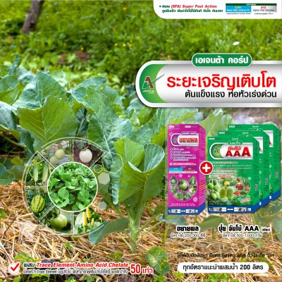 ระยะเจริญเติบโต
