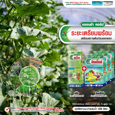 ระยะเตรียมพร้อม