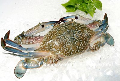 Fresh Crab